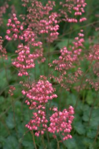 Heuchera_Coral Bells_DBG_LAH_1435