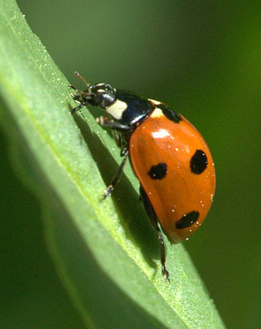 Ladybug_XG-CoSpgsCO_LAH_9349