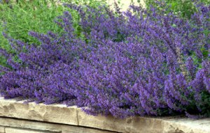 Nepeta_Catmint_DBG_LAH_0974