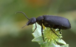 RamahSWA-CO_LAH_1941