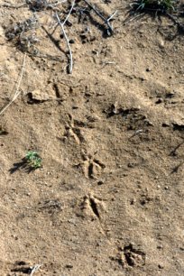 Scaled Quail prints_SE-CO_20100414_LAH_2244