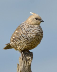 Scaled Quail_ChicoBasinRanch-CO_LAH_3016