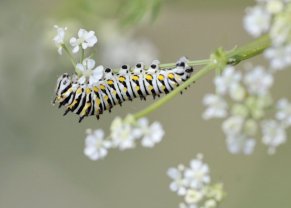 Swallowtail caterpillar_BCNC_LAH_2041-1