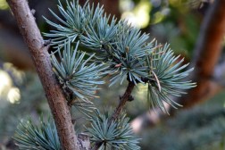 Cedrus libani ssp stenocoma_Cedar of Lebanon_DBG_LAH_3311