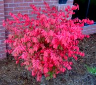 Euonymus alata - Burning bush @ColoSpgs 2008sept18 LAH 384