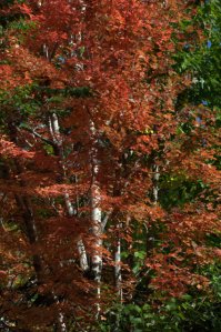 Fall foliage_DenverZoo_20091007_LAH_3723