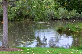 Falling leaves_HudsonGardens-CO_LAH_6303