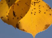 Populus tremuloides_Aspen_Hwy67-TellerCo-CO_LAH_3019