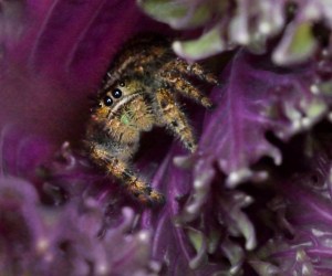 Spider_HudsonGardens-CO_LAH_6017