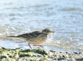 American Pipit_RamahSWA-CO_LAH_8127