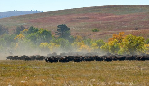 Bison roundup_CusterSP-SD_LAH_7605