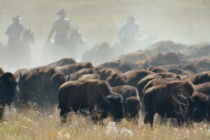 Bison roundup_CusterSP-SD_LAH_7689