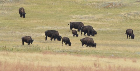 Bison_CusterSP-LAH_7307