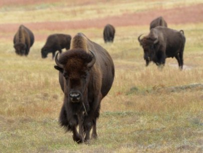 Bison_CusterSP-LAH_7345