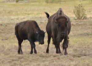Bison_CusterSP-LAH_7440