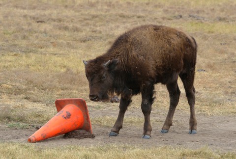 Bison_CusterSP-LAH_7458