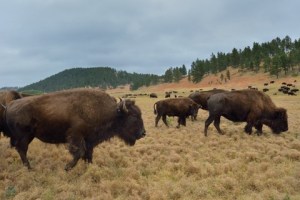 Bison_CusterSP-LAH_7475