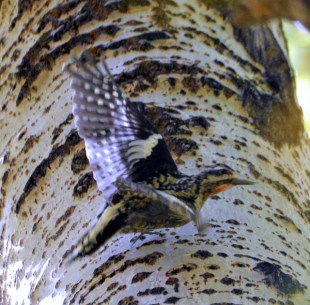 BrettGrayRanch-CO_LAH_3871