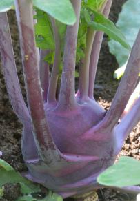 Kohlrabi_ColoSpgs-CO_LAH_7892