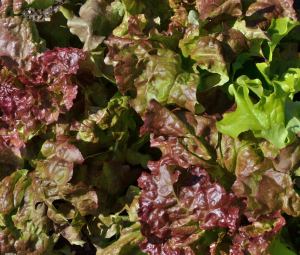 Lettuce_ColoSpgs-CO_LAH_7902