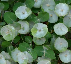 Lonicera reticulata_Kintzley's Ghost Grape Honeysuckle_DBG-CO_LAH_9895