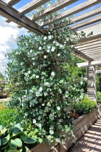 Lonicera reticulata_Kintzley's Ghost Honeysuckle _DBG_LAH_1711