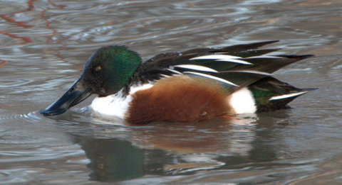 Northern Shoveler_BosquedelApacheNWR-NM_LAH_9011