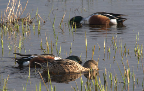 Northern Shovelers_RidgefieldNWR-WA_20100207_LAH_8659