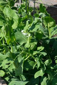 Peas_ColoSpgs-CO_LAH_7901