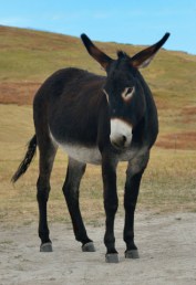 Wild Donkeys_CusterSP-LAH_7283