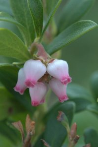 Arctostaphylos uva-ursi_Kinnikinnick_XG_LAH_1933