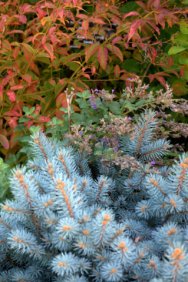 Bowman's Root and Blue Spruce_DBG_LAH_4163