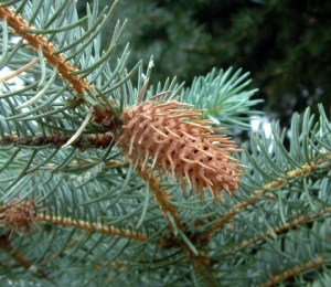 Coolie gall on Picea pungens @ColoCollege 2003july6 LAH 096