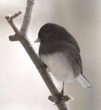 Dark-eyed Junco_LaVeta-CO_LAH_2735