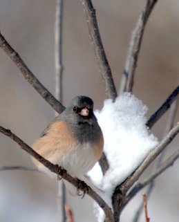 Dark-eyed Junco_LaVetaCO_20100320_LAH_0126