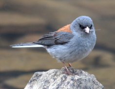 Junco_COStateForestSP_LAH_8657
