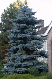 Picea - Spruce_FedWayWA_20090920_LAH_0762