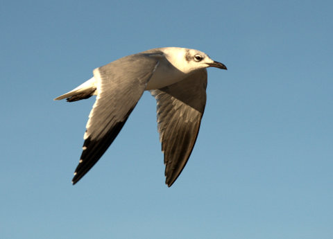 12_BocaChica-Brownsville-TX_PLH_3746