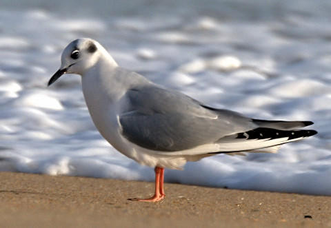 Bonaparte's Gull_KillDevilHills-NC_LAH_LAH_2840_filtered