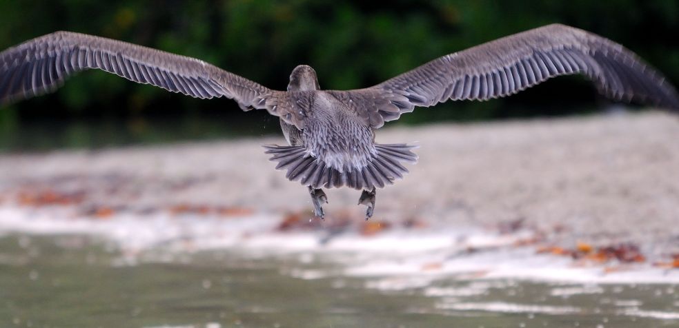 Brown PelicanBoqueronPR_20100523_LAH_3834f
