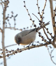 Bushtit_CBC_COS_LAH_8685