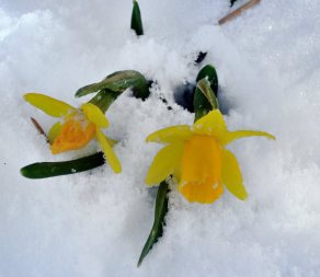Daffodil in snow_LAH_ 004
