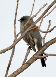 Dark-eyed Junco - Gray-headed_CBC_COS_LAH_8732-001