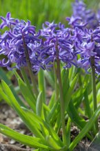 Hyacinthus orientalis - Hyacinths_HudsonGardens-LittletonCO_20100406_LAH_1637