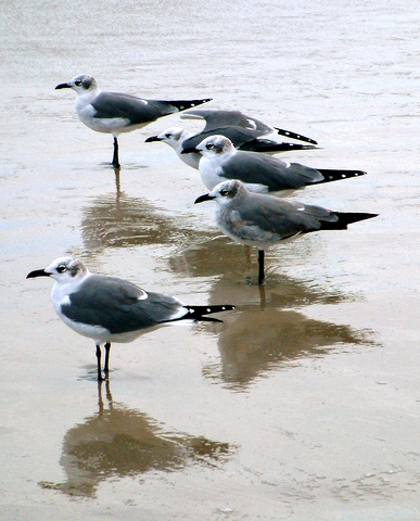 Laughing Gulls @PadreIs LAH 031