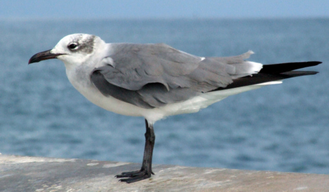 LaughingGull @Florida Keys 1jan08 LAH 875