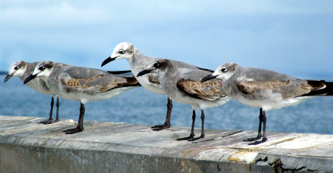 LaughingGull Lineup @Florida Keys 1jan08 LAH 872