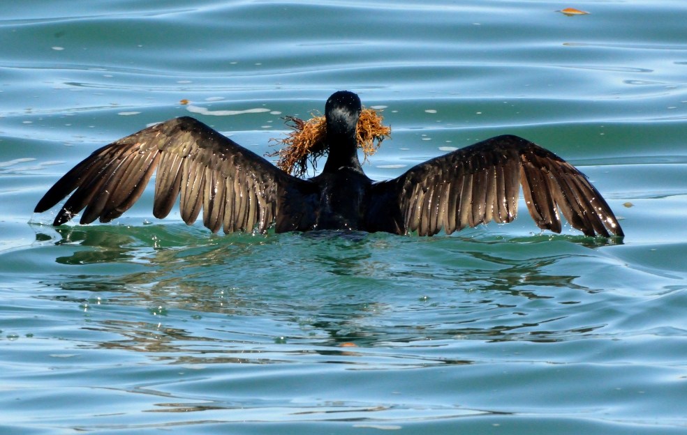 MontereyPier-CA_LAH_9662