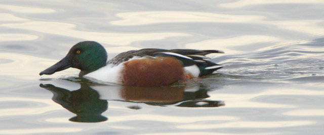 Northern Shoveler_RMANWR-CO_LAH_8467