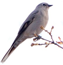 Townsend's Solitaire_CBC_COS_LAH_8703-001